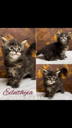 Image 4 of REDUCED, last girl XL GCCF Maine Coon kitten