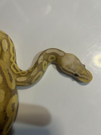 Image 2 of Male banana poss pastel ball python