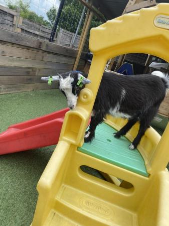 Image 1 of 5 month old Pygmy goat kids (both female)
