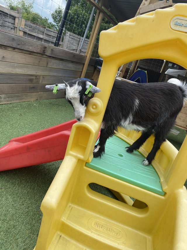 Preview of the first image of 5 month old Pygmy goat kids (both female).
