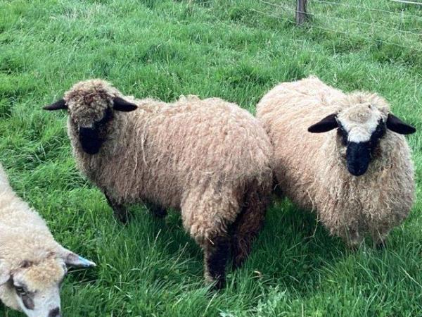 Image 2 of Two 3/4 cross Valais Blacknose ewe lambs