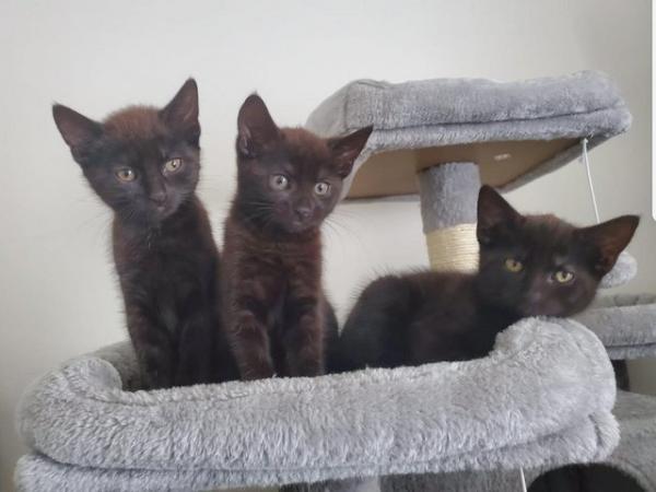 Image 3 of Gorgeous kittens for sale.........