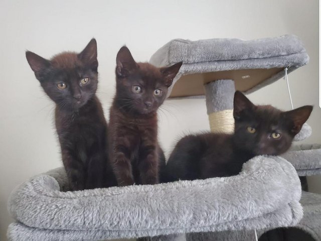 Preview of the first image of Gorgeous kittens for sale..........