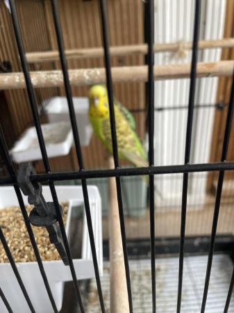 Image 5 of Budgies with cage bonded pair