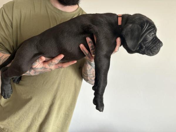 Image 13 of Litter of 12 Cane Corso Puppies