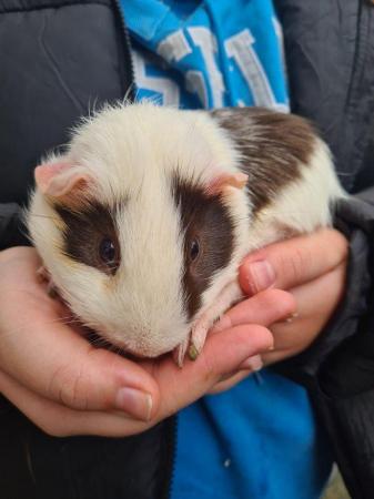 Image 3 of Mr Guinea Pig looking for a home