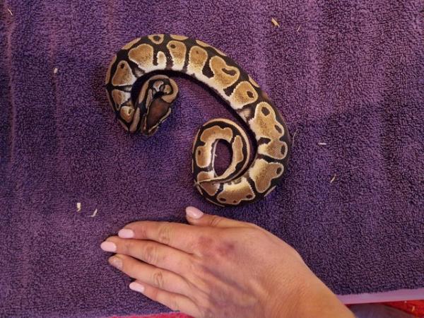 Image 2 of Various Royal Pythons for Rehoming