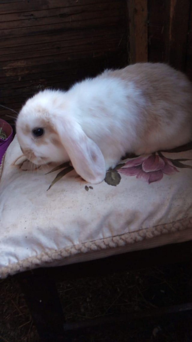 Preview of the first image of Mini lop male for sale ........