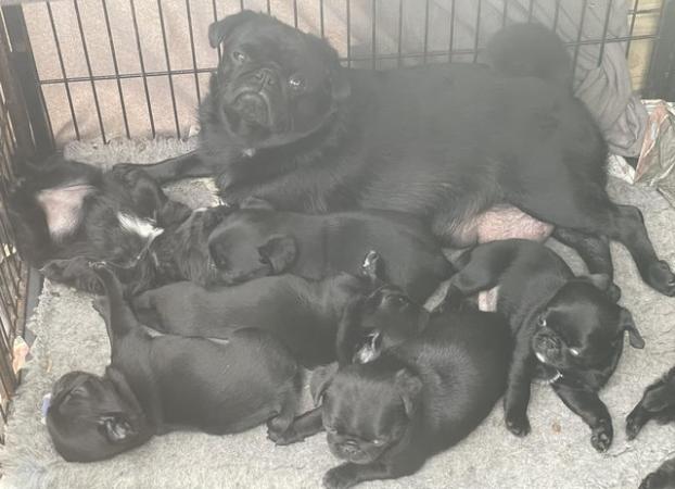 Image 2 of Beautiful Black pug puppies