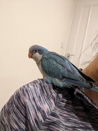 Image 5 of Re-homed Cuddly blue Quaker hand rered