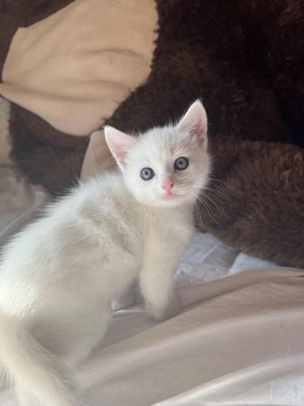 Image 4 of Fully white kittens Birmingham