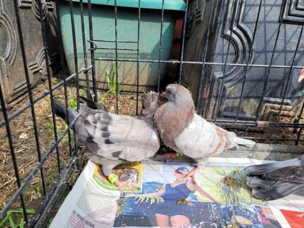 Image 1 of 9 Young Pigeons For Sale In Essex