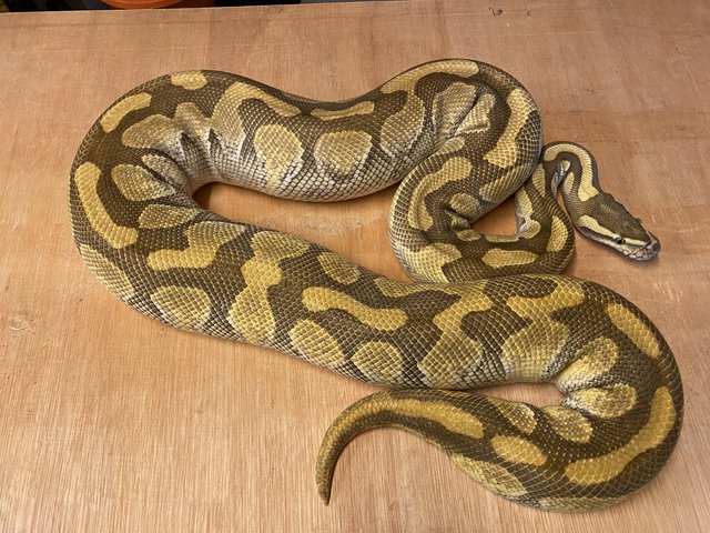 Preview of the first image of Adult Female butter pastel royal python.