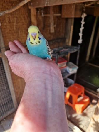 Image 7 of Baby budgies for sale male /female