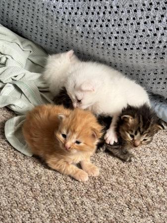Image 1 of Kittens - White, Ginger and Tabby