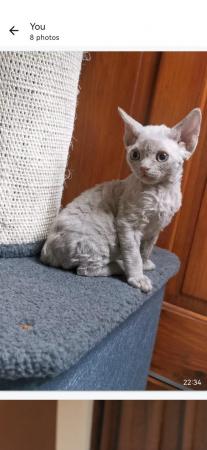 Image 8 of Pure breed, FIFE, DEVON REX Kittens