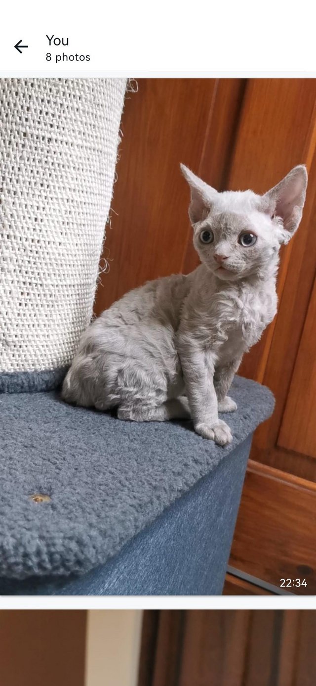 Preview of the first image of Pure breed, FIFE, DEVON REX Kittens.