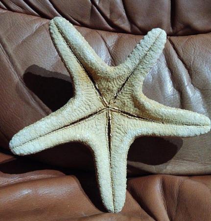 Image 3 of A Large Sculptural Dried Jungle Starfish