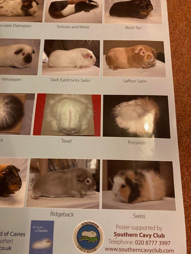 Preview of the first image of Fur and Feather poster showing 34 Cavy/Guinea Pig varieties.