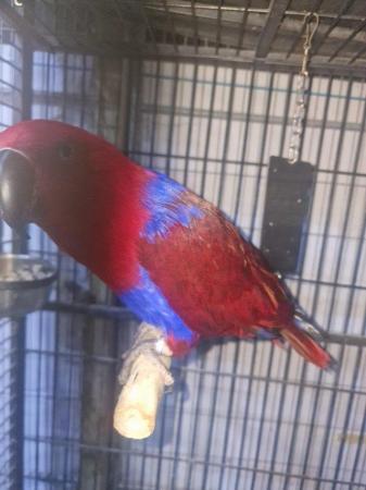 Image 5 of Female Eclectus parrots for sale...