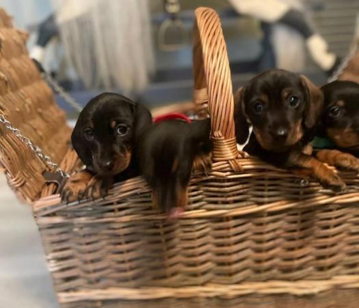 Image 2 of Reduced- Miniature Dachshunds Ready to go