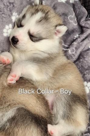 Image 5 of Siberian Husky Puppies - ONLY 1 GIRL & 1 BOY LEFT
