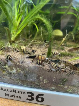 Image 1 of Assassin tropical snails