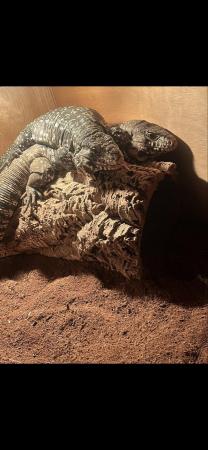 Image 4 of X2 black and white tegu for sale