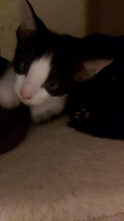 Stunning Oriental Kittens BLACK AND WHITE 3 BOYS for sale in Biggleswade, Bedfordshire - Image 21