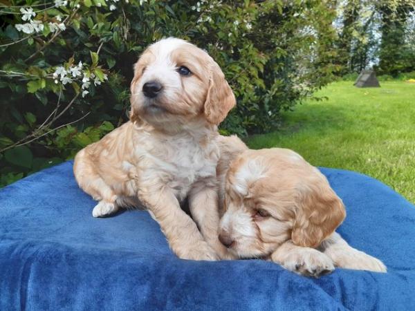 Image 24 of COCKAPOO PUPPIES TOP QUALITY.
