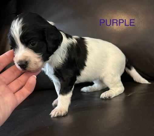 Image 7 of Beautiful KC Registered English Springer Spaniel Puppies