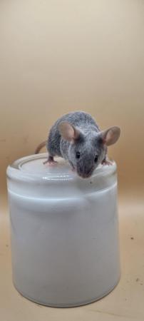 Image 1 of Variety of mice ready to go