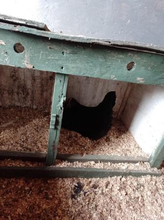 Image 2 of Blue, white and dark brown pol egg laying chickens