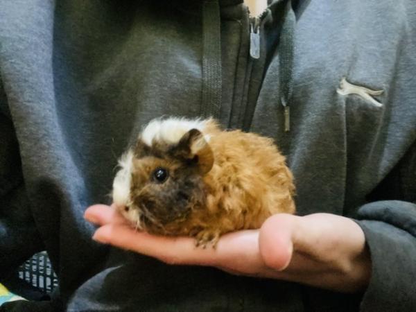Image 11 of Guinea pig pups for sale in Peterborough
