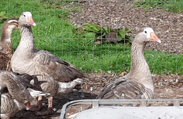 Preview of the first image of Pilgrim geese available, males and females.