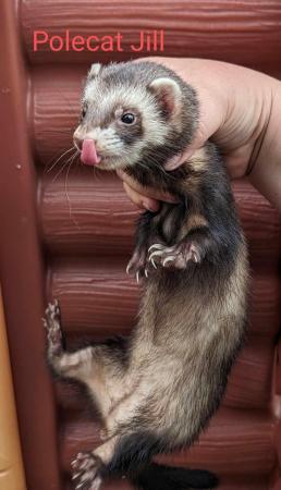 Image 2 of 1-2 year old hobs and Jill’s ferret available
