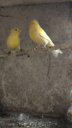 Image 2 of Two yellow canaries for sale