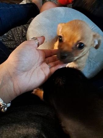 Image 8 of Sweet playful chihuahua puppy Manchester