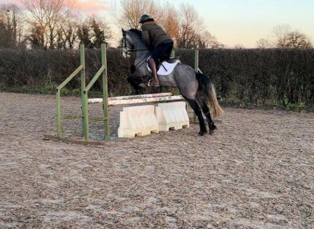 Image 3 of Absolute top quality jumping pony