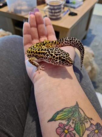 Image 3 of 1 year old male leopard gecko with full setup