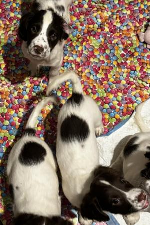Image 32 of READY NOW Fabulous English springer puppies