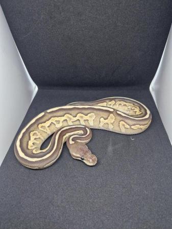 Image 8 of Various ball python available
