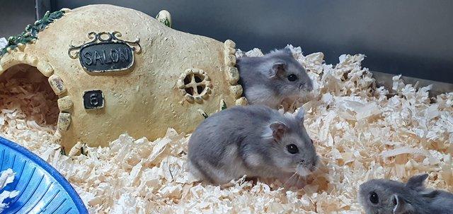 Image 6 of Syrian & Dwarf Hamsters available for sale