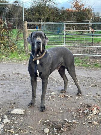 Image 3 of ****Last girl Great Dane remaining***reduced