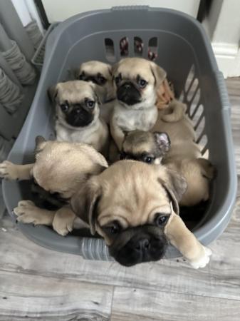 Image 3 of KC Registered Pug puppies for sale
