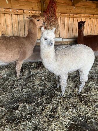 Image 4 of White alpaca weanling male 6months