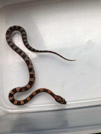 Image 5 of Baby corn snakes for sale newport