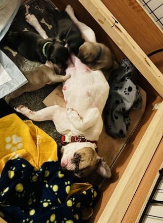 Image 3 of Ready to leave French bulldog puppies