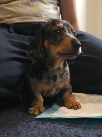 Image 1 of Stunning miniature dachshund dapple girls available