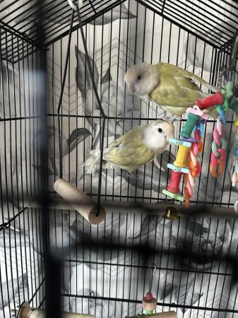 Image 4 of Pair of Baby love birds 2cages food and toys
